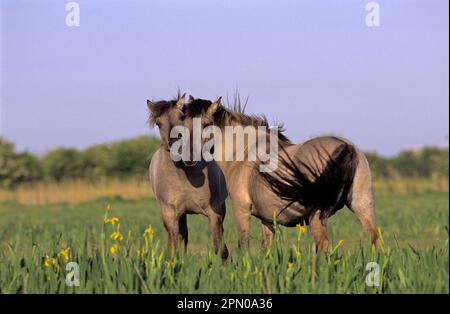 Konik Horse (Tarpan) stallone e mare, Stodmarsh National Nature Reserve, Kent, Inghilterra, Gran Bretagna Foto Stock