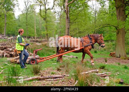 Suffolk Punch, utilizzato per lavori forestali, la raccolta di tronchi nella foresta, Essex, Inghilterra, Regno Unito Foto Stock