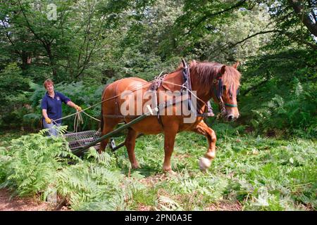 Suffolk Punch, adulto, utilizzato per lavori forestali, ferno in legno, Essex, Inghilterra, Regno Unito Foto Stock