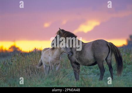 Konik Horse (Tarpan) mare e Foal all'alba, Stodmarsh National Nature Reserve, Kent, Inghilterra, Gran Bretagna Foto Stock