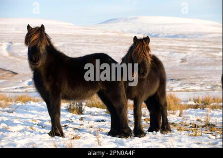Pony pelliccia, due adulti, pascolo nella neve su brughiera alta, cinghiale caduto in lontananza, Ravenstonedale, Cumbria, Inghilterra, inverno Foto Stock