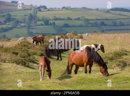 Cavallo, pony di Dartmoor, zare e nemici, pascoli sulla brughiera, Dartmoor, Devon, Inghilterra, Regno Unito Foto Stock