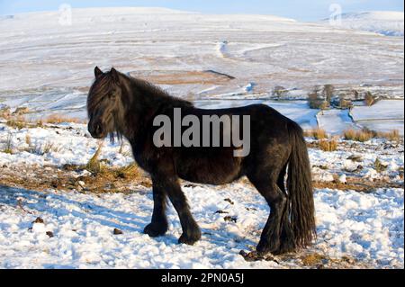 Pony di pelliccia, adulto, pascolo nella neve su brughiera alta, cinghiale caduto in distanza, Ravenstonedale, Cumbria, Inghilterra, inverno Foto Stock