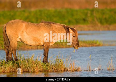 Cavallo Konik (Equus caballus gemelli) adulto, nutrimento a Waters Edge in zone umide, Minsbere RSPB Reserve, Suffolk, Inghilterra, Regno Unito Foto Stock