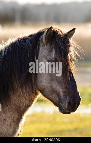 Cavallo Conure (Equus caballus gemelli) adulto, primo piano, nelle zone umide costiere, Riserva RSPB di Minspere, Suffolk, Inghilterra, Regno Unito Foto Stock