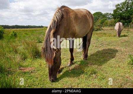 Cavallo Konik (Equus caballus gemelli) due adulti, pascolo ai margini della valle del fiume fen, Redgrave e Lopham Fen N. R. Waveney Valley, Suffolk Foto Stock