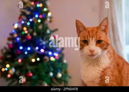 Gatto domestico, tabby dello zenzero, maschio adulto, primo piano della testa e del petto, in camera con l'albero di Natale, Inghilterra, Regno Unito Foto Stock