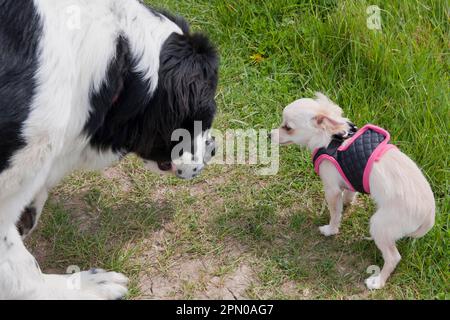 Cane domestico, San Bernardo, adulto, incontro Chihuahua, varietà a capelli lunghi, Imbracatura anticaduta, Inghilterra, Regno Unito Foto Stock