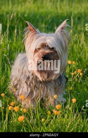 Cane da compagnia, Yorkshire Terrier, adulto, in piedi tra farfalle fiorite in un prato, Sussex occidentale, Inghilterra, Regno Unito Foto Stock