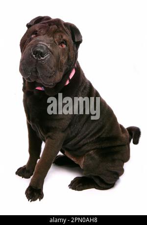 Cane domestico, Shar-Pei, maturo, seduto Foto Stock