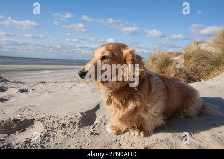 Cane domestico, dachshund in miniatura a capelli lunghi, adulto, seduto sulla spiaggia, West Wittering, Manhood Peninsula, West Sussex, Inghilterra, Regno Unito Foto Stock