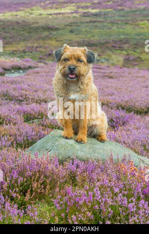 Cane domestico, Border Terrier, adulto maschio, sette anni, seduto sulla roccia tra la fioritura di Heather comune (Calluna vulgaris) sulla brughiera, Blakey Foto Stock