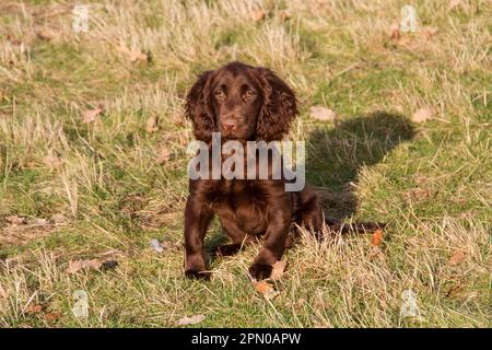 16 settimane di lavoro Cocker Spaniel Foto Stock