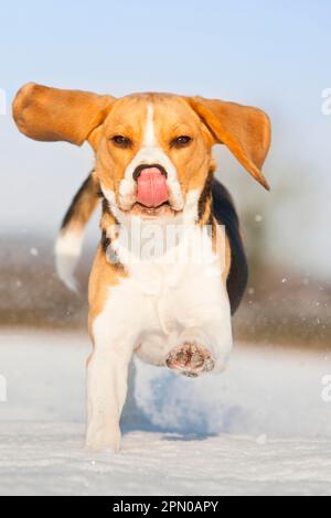 Cane domestico, aquila, adulto, che corre su campo innevato, Norfolk, Inghilterra, Regno Unito Foto Stock