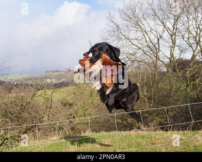 Cane domestico, Black Labrador Retriever, adulto, tenendo fagiano (Phasianus colchicus) in bocca, saltando sopra recinto di filo e recuperando il gioco a. Foto Stock