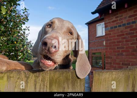 Cane domestico, Weimaraner, varietà short-haired, adulto, primo piano della testa, guardando sopra il recinto del giardino, Inghilterra, Regno Unito Foto Stock