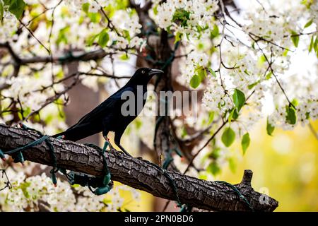 Un Grackle appollaiato su un ramo Foto Stock