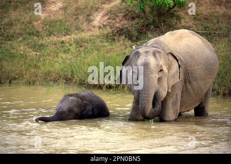 Elefante dello sri Lanka asiatico (Elephas maximus maximus), femmina con giovani, Parco Nazionale di Yala, Sri Lanka Foto Stock