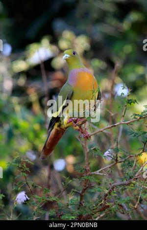 Pigeon verde a coda di banda, persico per adulti, Parco Nazionale di Udawalawe (Treron bicincta leggei), Sri Lanka Foto Stock