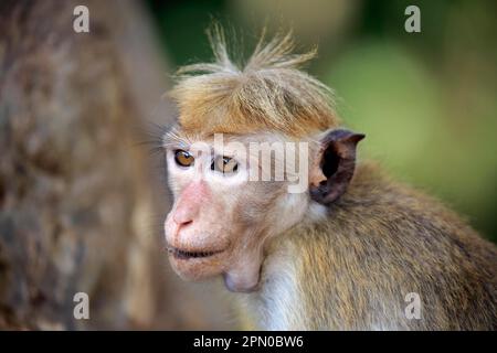 Scimmia rossa, ritratto adulto, macaco tacque Yala (Macaca sinica), Sri Lanka Foto Stock