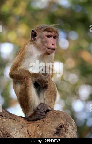 Macaco di rospo (Macaca sinica), Parco Nazionale di Yala, Sri Lanka Foto Stock