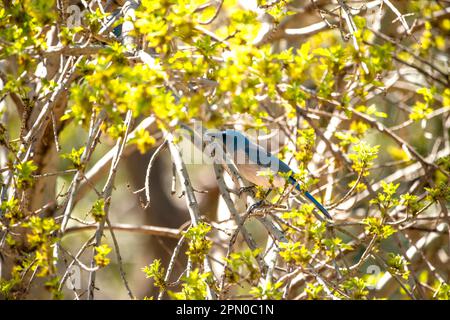 Un Bluebird in un albero Foto Stock