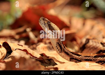 Rastrello di legno (Crotalus horridus), adulto, Nord America, USA Foto Stock