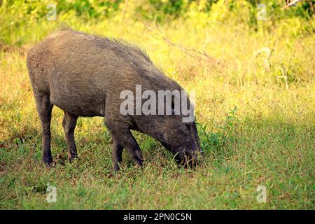 Cinghiale eurasiatico (Sus affinis), alimentazione per adulti, cinghiale, cinghiale indiano, parco nazionale di Yala (Sus scrofa affinis), Sri Lanka Foto Stock