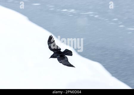 Corvo comune (Corvus corax) che vola su una terra coperta di neve in inverno, Quebec, Canada Foto Stock