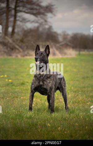 Uno shotof ravvicinato di un adorabile pastore olandese in piedi in un vibrante prato verde Foto Stock