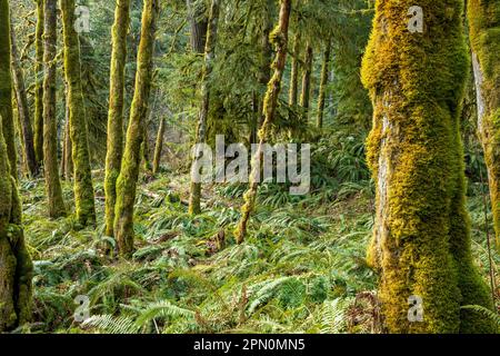 WA23321-00...WASHINGTON - Maple grove e Western Sword Ferns lungo il West Elwha River Trail nel Parco Nazionale Olimpico. Foto Stock