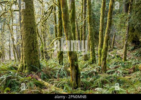 WA23322-00...WASHINGTON - Maple grove e Western Sword Ferns lungo il West Elwha River Trail nel Parco Nazionale Olimpico. Foto Stock