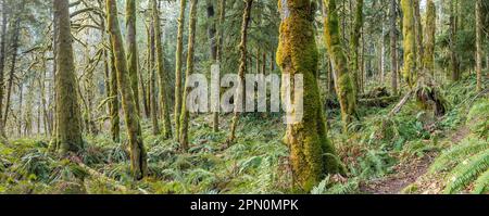 WA23325-00...WASHINGTON - Maple grove e Western Sword Ferns lungo il West Elwha River Trail nel Parco Nazionale Olimpico. Foto Stock