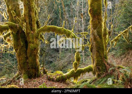 WA23326-00...WASHINGTON - Maple grove e Western Sword Ferns lungo il West Elwha River Trail nel Parco Nazionale Olimpico. Foto Stock