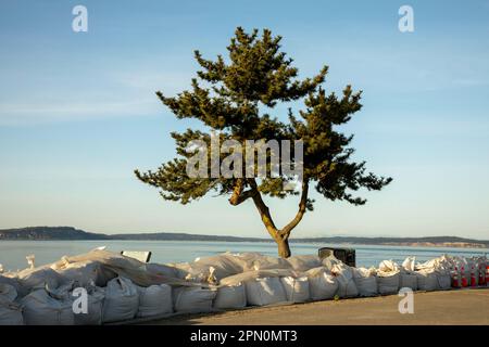 WA23332-00...WASHINGTON - sacchetti di sabbia che proteggono la strada al faro di Point No Point dall'erosione durante le tempeste invernali. Foto Stock