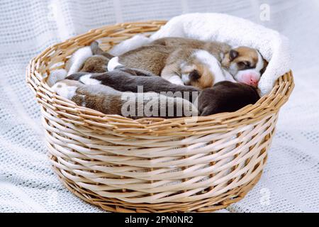 Cesto di vimini con cuccioli piccoli su coperta bianca. Cestino pieno di felicità. Animali domestici. Infanzia. Manutenzione e alimentazione di animali domestici. Allevamento di cani Foto Stock