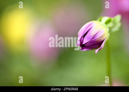 Dahlia boccioli di fiori con sfondo sfocato Foto Stock