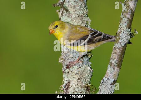 Un Goldfinch americano arroccato su un ramo di albero. Foto Stock