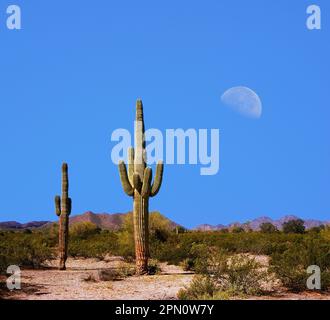 Sonora Desert Moon sopra il deserto e le montagne del sud-ovest degli Stati Uniti Foto Stock