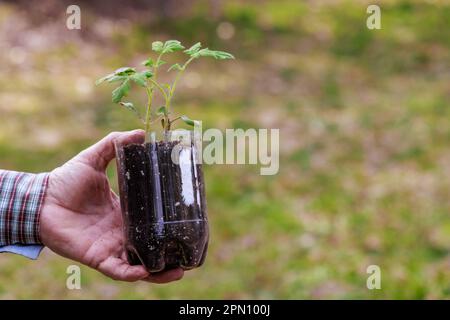 Ottenendo i giovani pianta del pomodoro in contenitore di plastica pronto per piantare. Foto Stock