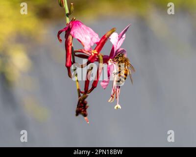 A Bee vede cosa c'è all'interno di un fiore rosa Gaura lindheimeri Whirling Butterfly in un cottage Garden australiano, Macro Foto Stock