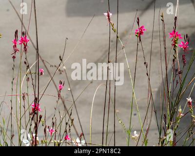 Gambi che osservano spindly con una sparse sbatte di rosa caldo luminoso Gaura che vortice i fiori della farfalla, giardino australiano del cottage costiero Foto Stock