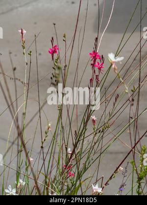 Gambi che osservano spindly con una sparse sbatte di rosa caldo luminoso Gaura che vortice i fiori della farfalla, giardino australiano del cottage costiero Foto Stock