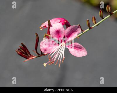 Un fiore di farfalla di whirling rosa in un giardino australiano del cottage Foto Stock