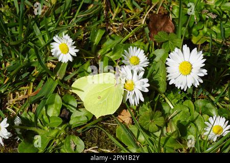 Brimstone comune (Gonepteryx rhamni), famiglia Pieridae su fiori di comune margherita, Bellis perennis, famiglia Asteraceae. Prato olandese, primavera, aprile Foto Stock