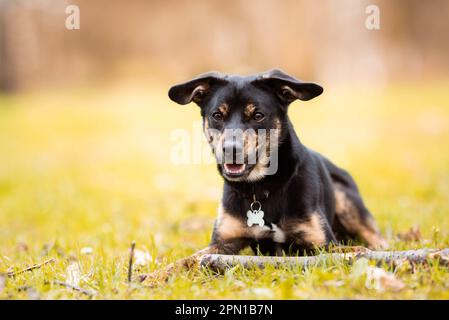 nero e marrone shorthaired un cane della montone di un anno, cane del mongrel sdraiato nell'erba, portando un collare con un'etichetta a forma di osso sul suo collo, un bastone Foto Stock