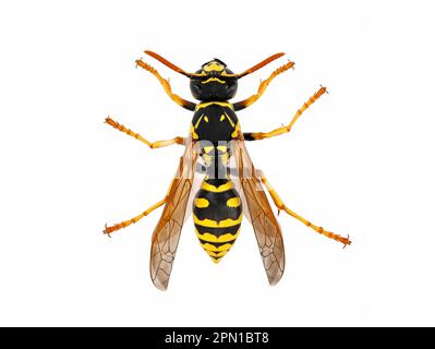 Vista dall'alto di una vespa europea, Vespinae isolata su sfondo bianco, macro shot studio di una vespa Foto Stock