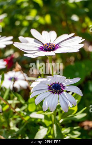 Fiori di margherite africane giardino bianco primo piano su uno sfondo sfocato. Foto Stock