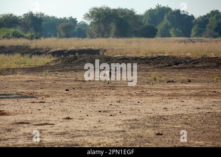 L Africano cane selvatico (Lycaon pictus) Foto Stock