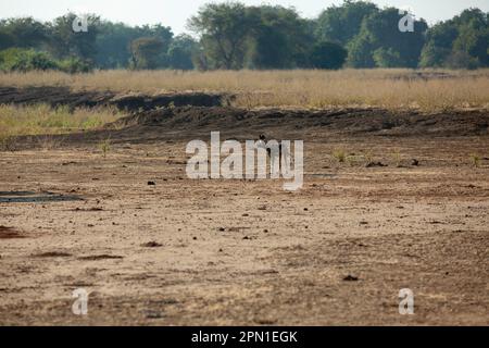 L Africano cane selvatico (Lycaon pictus) Foto Stock